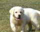 Labrador Retriever Puppies for sale in Bowling Green, KY, USA. price: NA