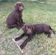 Labrador Retriever Puppies for sale in Noblesville, IN, USA. price: NA