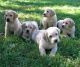Labrador Retriever Puppies for sale in Indianapolis Blvd, Hammond, IN, USA. price: NA
