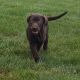 Labrador Retriever Puppies for sale in Rye, CO 81069, USA. price: NA