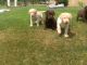 Labrador Retriever Puppies for sale in Brooklyn, NY, USA. price: NA