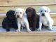 Labrador Retriever Puppies for sale in San Jose, CA, USA. price: NA