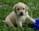 Labrador Retriever Puppies for sale in Brooklyn, NY, USA. price: $300