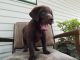 Labrador Retriever Puppies for sale in Milton-Freewater, OR 97862, USA. price: NA