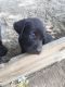 Labrador Retriever Puppies for sale in Apple Valley, CA, USA. price: $700