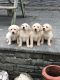 Labrador Retriever Puppies for sale in Houston, TX 77001, USA. price: NA
