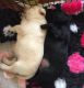 Labrador Retriever Puppies for sale in 103 Broadway, New York, NY 10025, USA. price: NA