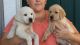 Labrador Retriever Puppies for sale in Indianapolis Blvd, Hammond, IN, USA. price: NA