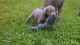 Labrador Retriever Puppies for sale in Walnut Creek, OH 44681, USA. price: NA