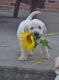 Labrador Retriever Puppies for sale in Singers Glen, VA 22850, USA. price: NA