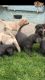 Labrador Retriever Puppies for sale in 803 South Carolina Ave SE, Washington, DC 20003, USA. price: NA