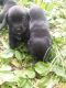 Labrador Retriever Puppies for sale in Hesperia, MI 49421, USA. price: NA