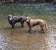 Labrador Retriever Puppies for sale in Redmond, OR 97756, USA. price: $500
