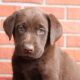 Labrador Retriever Puppies for sale in Canton, OH, USA. price: NA