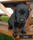 Labrador Retriever Puppies for sale in Wooster, OH 44691, USA. price: $500
