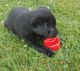 Labrador Retriever Puppies for sale in Wooster, OH 44691, USA. price: $500