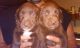 Labrador Retriever Puppies for sale in Garden City, MI 48135, USA. price: $800
