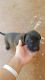 Labrador Retriever Puppies for sale in Chino Hills, CA, USA. price: NA