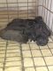Labrador Retriever Puppies for sale in Hampton, GA 30228, USA. price: NA