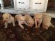 Labrador Retriever Puppies for sale in St Croix, IN 47576, USA. price: NA