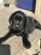 Labrador Retriever Puppies for sale in Toledo, OH 43605, USA. price: $650