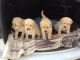 Labrador Retriever Puppies for sale in Pittsburgh, PA, USA. price: NA