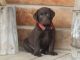 Labrador Retriever Puppies for sale in Torrance, CA, USA. price: NA