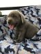 Labrador Retriever Puppies for sale in Holmesville, OH 44633, USA. price: NA