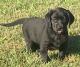 Labrador Retriever Puppies for sale in Elkin, NC, USA. price: NA