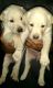 Labrador Retriever Puppies for sale in Sealy, TX 77474, USA. price: NA
