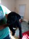 Labrador Retriever Puppies for sale in Buffalo Township, MN 55313, USA. price: NA