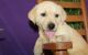 Labrador Retriever Puppies for sale in Scottdale, GA, USA. price: NA