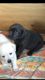 Labrador Retriever Puppies for sale in Ohio Ave, Long Beach, NY 11561, USA. price: NA
