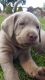 Labrador Retriever Puppies for sale in Delphos, OH 45833, USA. price: $850