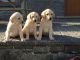 Labrador Retriever Puppies for sale in Michigan City, IN, USA. price: $700