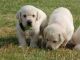 Labrador Retriever Puppies for sale in Eagle City, OK 73724, USA. price: NA