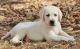 Labrador Retriever Puppies for sale in Quincy, FL, USA. price: NA