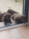 Labrador Retriever Puppies for sale in 43085 OH-14, Columbiana, OH 44408, USA. price: NA