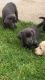 Labrador Retriever Puppies for sale in Florida City, FL, USA. price: NA