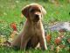 Labrador Retriever Puppies for sale in Sheridan, MI 48884, USA. price: NA