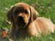 Labrador Retriever Puppies for sale in Sheridan, MI 48884, USA. price: NA
