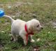 Labrador Retriever Puppies for sale in Lillian, AL 36549, USA. price: NA
