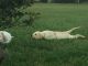 Labrador Retriever Puppies for sale in Beech Island, SC 29842, USA. price: NA