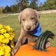 Labrador Retriever Puppies for sale in Russellville, MO 65074, USA. price: NA