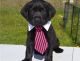 Labrador Retriever Puppies for sale in Spartanburg, SC, USA. price: $600