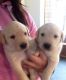 Labrador Retriever Puppies for sale in CA-1, Los Angeles, CA, USA. price: NA