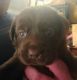 Labrador Retriever Puppies for sale in Nacogdoches, TX 75964, USA. price: $300