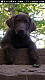 Labrador Retriever Puppies for sale in Danvers, MA 01923, USA. price: NA