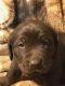Labrador Retriever Puppies for sale in Tecumseh, MI 49286, USA. price: $1,000