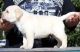 Labrador Retriever Puppies for sale in San Francisco, CA, USA. price: NA